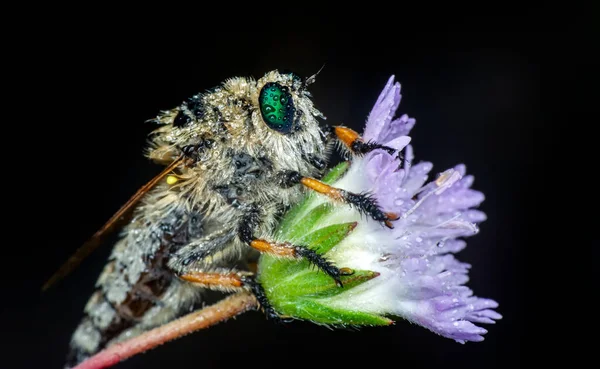 Makro Záběr Lupiče Mouchy Zahradě — Stock fotografie