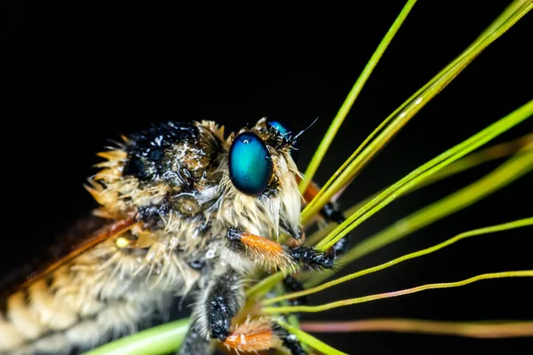 Macro Disparo Una Mosca Ladrón Jardín — Foto de Stock