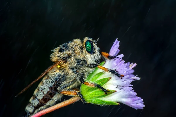 Plan Macro Une Mouche Voleuse Dans Jardin — Photo