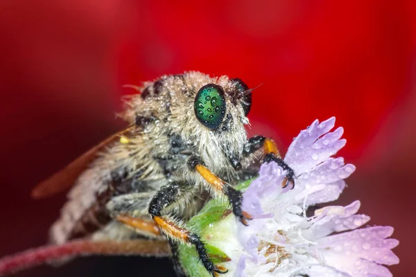 Macro Tiro Uma Mosca Ladrão Jardim — Fotografia de Stock