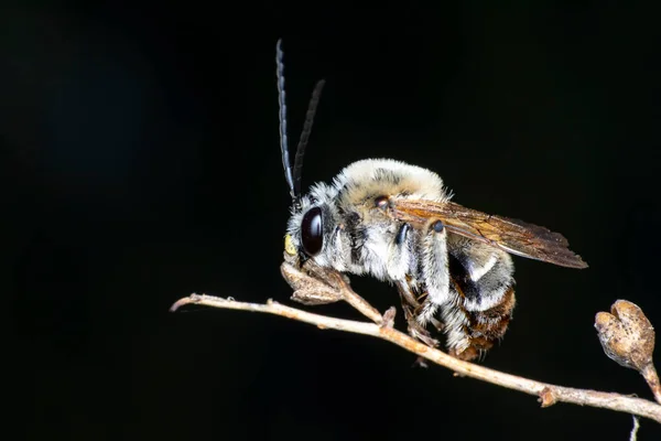 Schöne Biene Makro Grüner Natur — Stockfoto