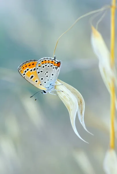 Macro Shots Bela Cena Natureza Closeup Bela Borboleta Sentado Flor — Fotografia de Stock