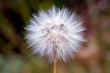 Karahindiba tohumları yeşil arka planda uçuşuyor.