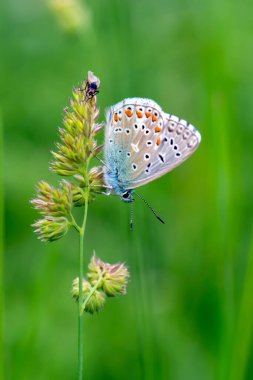 Makro çekimler, güzel doğa sahneleri. Yaklaş, güzel kelebek yaz bahçesindeki çiçekte oturuyor..