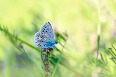 Makro çekimler, güzel doğa sahneleri. Yaklaş, güzel kelebek yaz bahçesindeki çiçekte oturuyor..