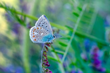 Makro çekimler, güzel doğa sahneleri. Yaklaş, güzel kelebek yaz bahçesindeki çiçekte oturuyor..