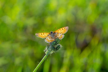 Makro çekimler, güzel doğa sahneleri. Yaklaş, güzel kelebek yaz bahçesindeki çiçekte oturuyor..