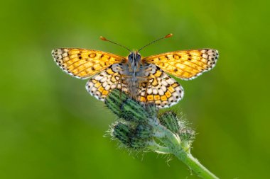 Makro çekimler, güzel doğa sahneleri. Yaklaş, güzel kelebek yaz bahçesindeki çiçekte oturuyor..