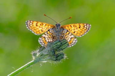 Makro çekimler, güzel doğa sahneleri. Yaklaş, güzel kelebek yaz bahçesindeki çiçekte oturuyor..