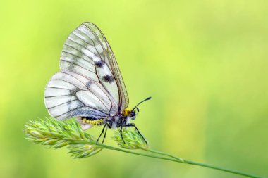 Makro çekimler, güzel doğa sahneleri. Yaklaş, güzel kelebek yaz bahçesindeki çiçekte oturuyor..