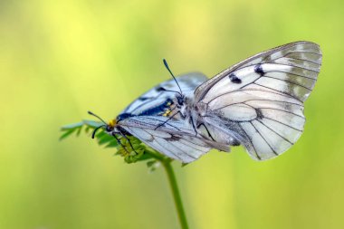Makro çekimler, güzel doğa sahneleri. Yaklaş, güzel kelebek yaz bahçesindeki çiçekte oturuyor..