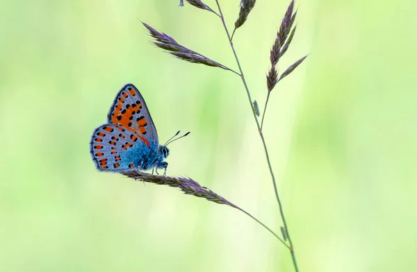 Makro Záběry Krásná Přírodní Scéna Closeup Krásný Motýl Sedí Květině — Stock fotografie