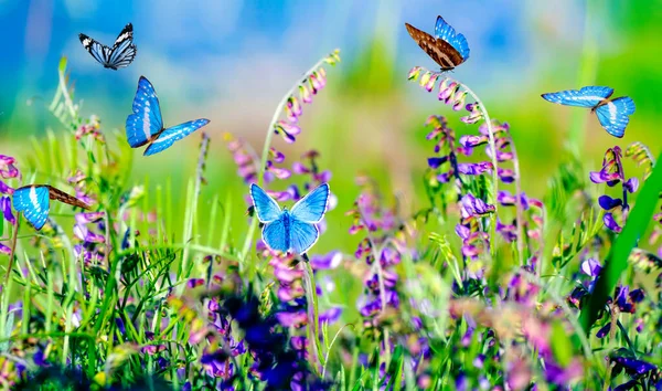 Makro çekimler, güzel doğa sahneleri. Yaklaş, güzel kelebek yaz bahçesindeki çiçekte oturuyor..