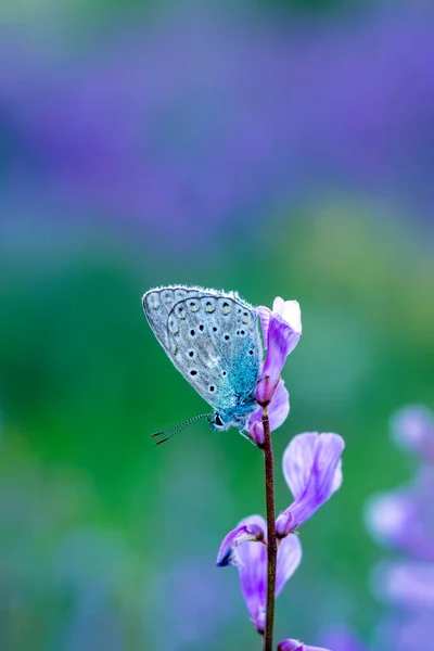 Macro Shots Beautiful Nature Scene Closeup Beautiful Butterfly Sitting Flower — Stock Photo, Image