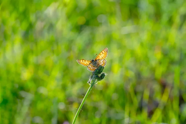 Macro Shots Beautiful Nature Scene Closeup Beautiful Butterfly Sitting Flower — Stock Photo, Image