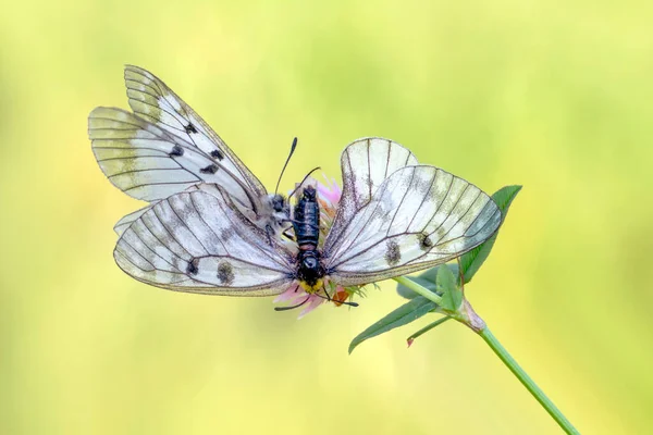 Macro Shots Beautiful Nature Scene Closeup Beautiful Butterfly Sitting Flower — Stock Photo, Image