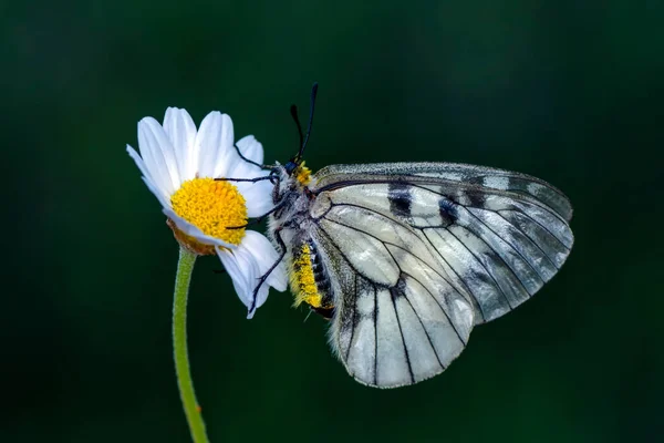 Macro Shots Bela Cena Natureza Closeup Bela Borboleta Sentado Flor — Fotografia de Stock