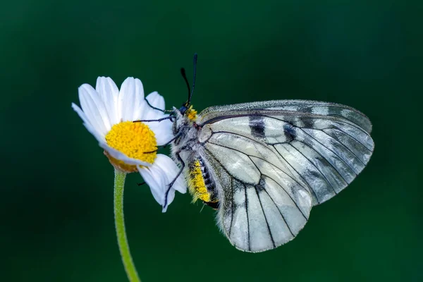 Macro Shots Beautiful Nature Scene Closeup Beautiful Butterfly Sitting Flower — Stock Photo, Image