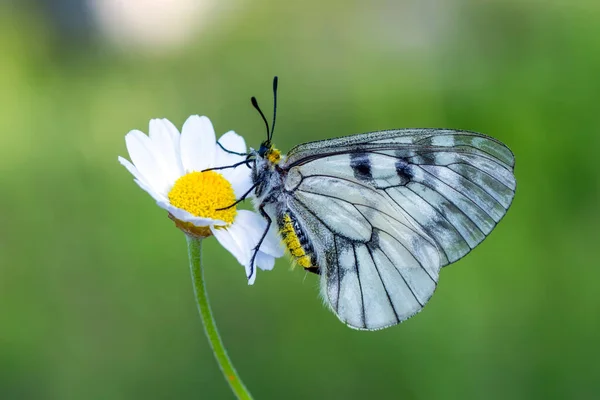 Macro Shots Belle Scène Nature Gros Plan Beau Papillon Assis — Photo