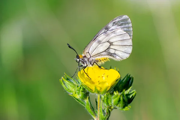 Macro Shots Belle Scène Nature Gros Plan Beau Papillon Assis — Photo