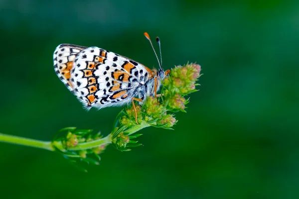 Macro Shots Belle Scène Nature Gros Plan Beau Papillon Assis — Photo