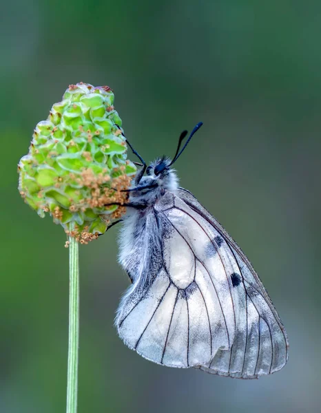 Makro Záběry Krásná Přírodní Scéna Closeup Krásný Motýl Sedí Květině — Stock fotografie