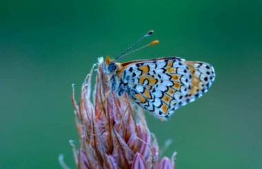Makro çekimler, güzel doğa sahneleri. Yaklaş, güzel kelebek yaz bahçesindeki çiçekte oturuyor..
