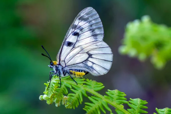 Makro Záběry Krásná Přírodní Scéna Closeup Krásný Motýl Sedí Květině — Stock fotografie