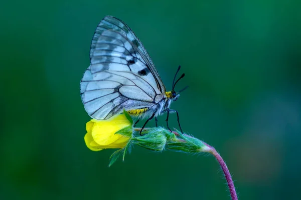 Macro Shots Belle Scène Nature Gros Plan Beau Papillon Assis — Photo