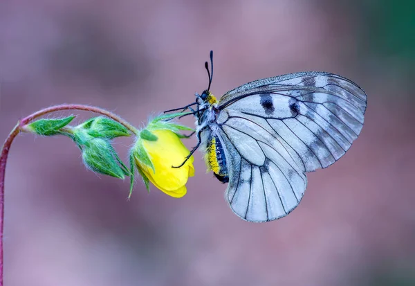 Fotos Macro Hermosa Escena Naturaleza Primer Plano Hermosa Mariposa Sentada —  Fotos de Stock