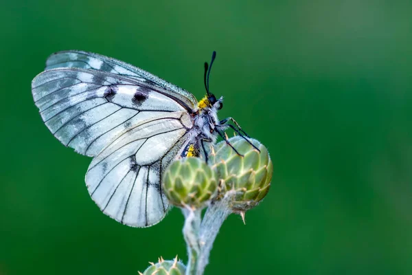 Makro Záběry Krásná Přírodní Scéna Closeup Krásný Motýl Sedí Květině — Stock fotografie