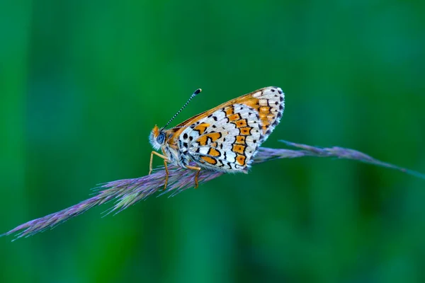 Makro Çekimler Güzel Doğa Sahneleri Yaklaş Güzel Kelebek Yaz Bahçesindeki — Stok fotoğraf