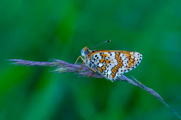 Makroaufnahmen Schöne Naturszene Nahaufnahme Schöner Schmetterling Sitzt Auf Der Blume — Stockfoto