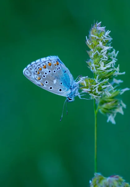 Macro Shots Bela Cena Natureza Closeup Bela Borboleta Sentado Flor — Fotografia de Stock