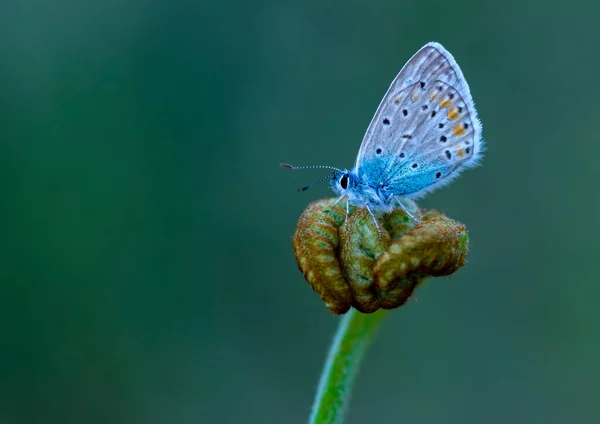 Macro Shots Bela Cena Natureza Closeup Bela Borboleta Sentado Flor — Fotografia de Stock