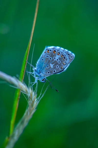 Macro Shots Bela Cena Natureza Closeup Bela Borboleta Sentado Flor — Fotografia de Stock