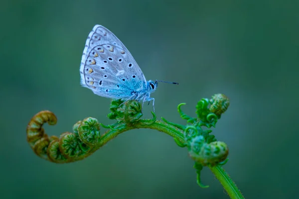 Macro Shots Belle Scène Nature Gros Plan Beau Papillon Assis — Photo