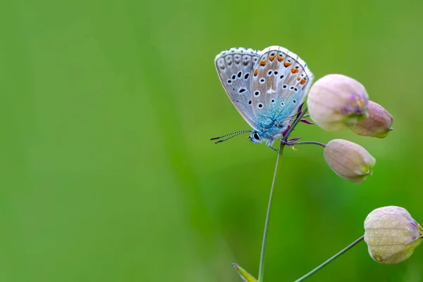 Macro Shots Bela Cena Natureza Closeup Bela Borboleta Sentado Flor — Fotografia de Stock