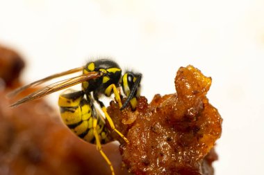 Güzel Medya yaban arısı (Dolichovespula) portresi 