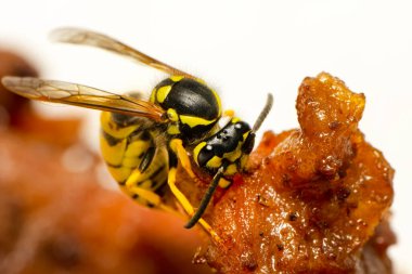 Güzel Medya yaban arısı (Dolichovespula) portresi 
