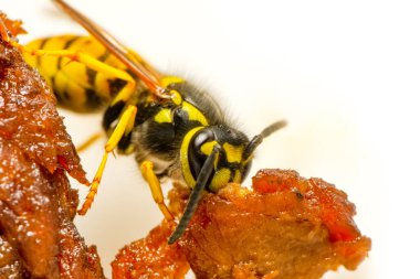 Güzel Medya yaban arısı (Dolichovespula) portresi 