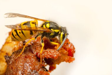 Güzel Medya yaban arısı (Dolichovespula) portresi 