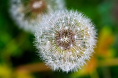 Karahindiba tohumları yeşil arka planda uçuşuyor.