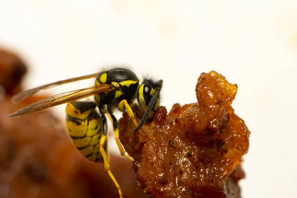 Hermoso Retrato Avispa Mediana Dolichovespula — Foto de Stock