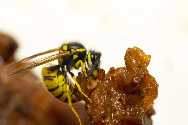 Güzel Medya yaban arısı (Dolichovespula) portresi 