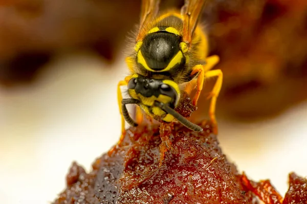 Krásný Středový Portrét Vosy Dolichovespula — Stock fotografie