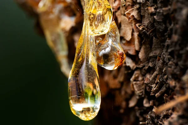 Çam reçinesi kehribar rengi ağacın kabuğundan aşağı akar. Hasarlı çam kabuğu damlayan yapışkan reçine