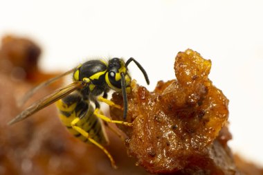Güzel Medya yaban arısı (Dolichovespula) portresi 