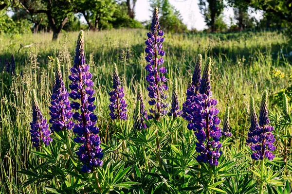 Blue Field Flowers Early Photo Dew Spring — Stock Photo, Image