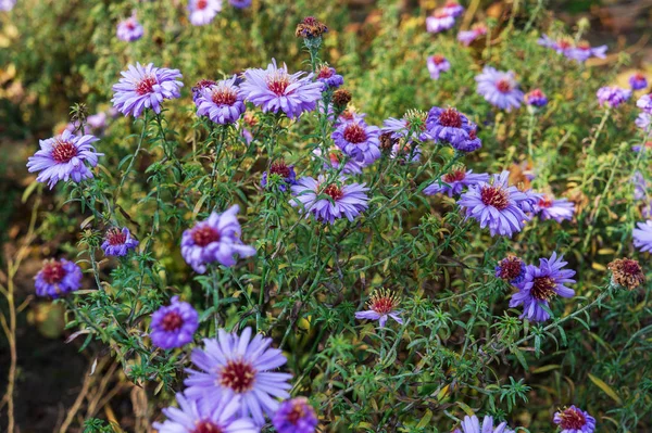 Beautiful Autumn Nature Brightly Bloom Chrysanthemums — Stock Photo, Image